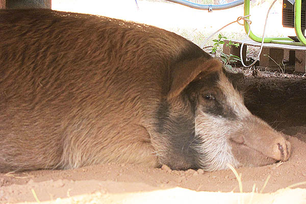 Pig in Faradje